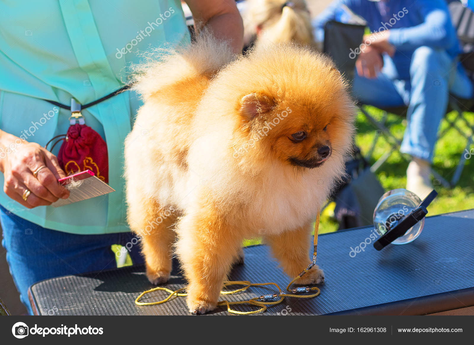 pomspitz dog