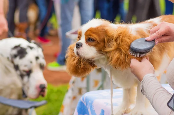 Saç kesimi köpekler profesyonel master