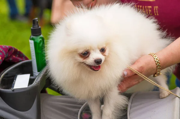 Corte de cabelo cães mestre profissional — Fotografia de Stock