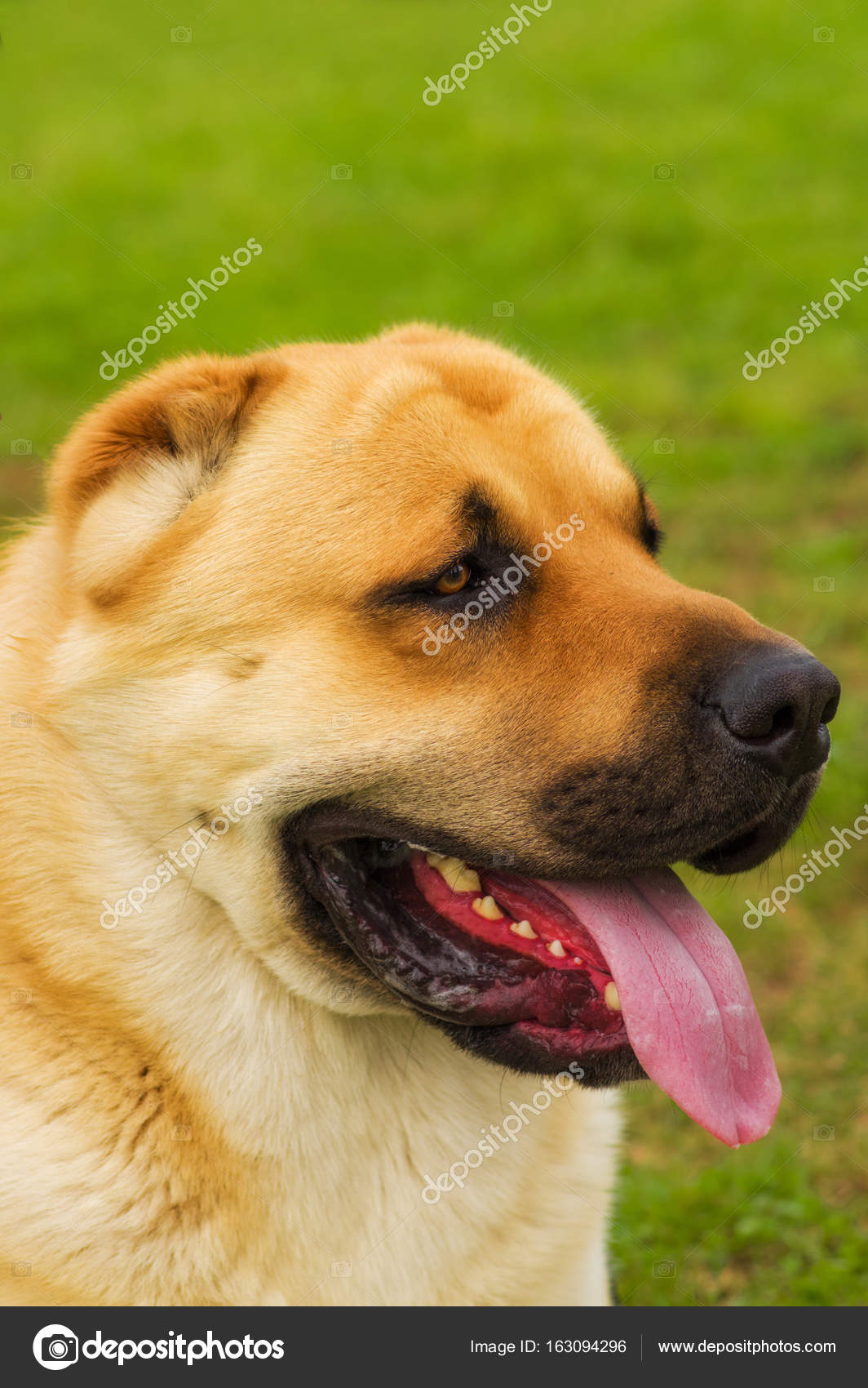 Chien De Berger Dasie Centrale Photographie Vizland