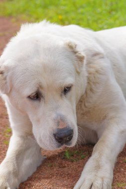 Golden Retriever yakın çekim
