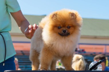 Saç kesimi köpekler profesyonel master