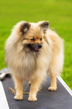 Pomeranian Spitz yakın çekim