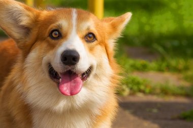 Galce Corgi yakın çekim