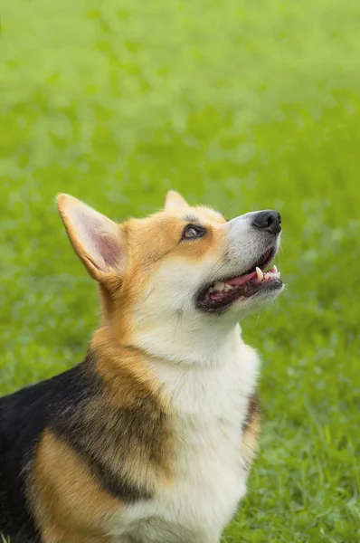 Galce Corgi yakın çekim — Stok fotoğraf