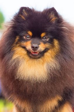Pomeranian Spitz yakın çekim