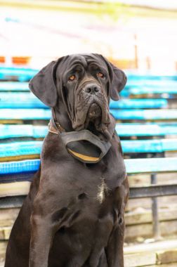 Neapolitana Mastino yakın çekim