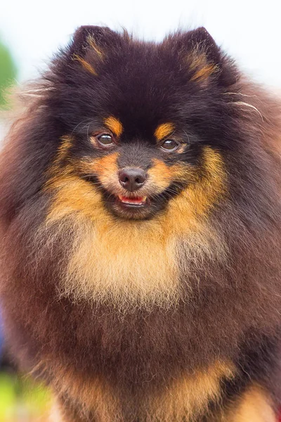 Pomeranian Spitz yakın çekim — Stok fotoğraf