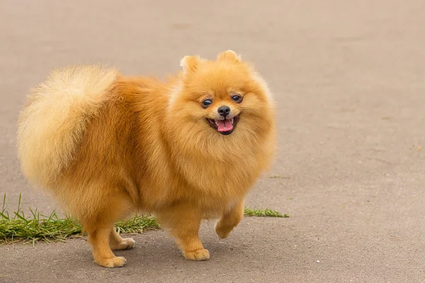 Kutya a Spitz közelről — Stock Fotó