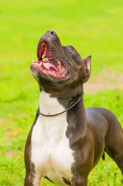 Cane di terrier Primo piano — Foto Stock