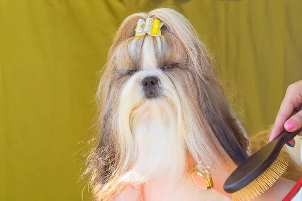 Saç kesimi köpekler profesyonel master