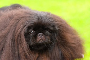 Fino köpeği yakın çekim