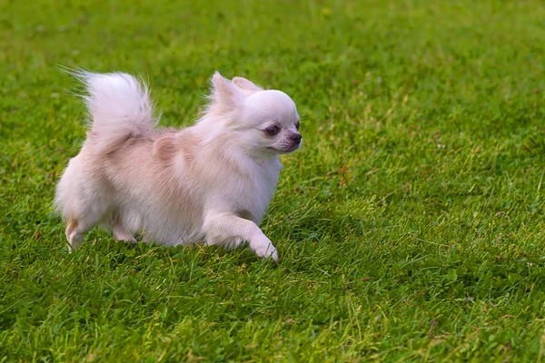 Beyaz Pomeranian spitz — Stok fotoğraf