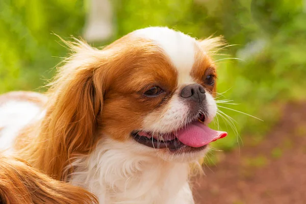 C avalier rey charles spaniel —  Fotos de Stock