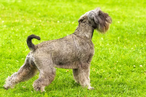 Hond van terrier Close-up — Stockfoto