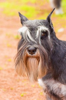 köpeği Terrier yakın çekim