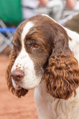 Yavru horoz İspanyol yakın çekim