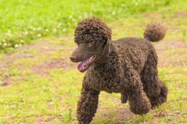Köpek fino köpeği yakın çekim