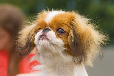 Japonca çene yakın çekim