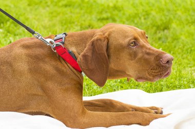 Rodezya ridgeback yakın çekim