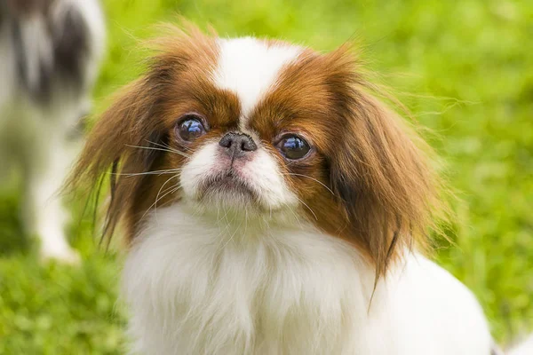 Pug köpek yakın çekim