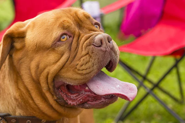 Fransız Mastiff veya Bordeauxdog