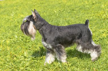 Schnauzer Orta yakın çekim