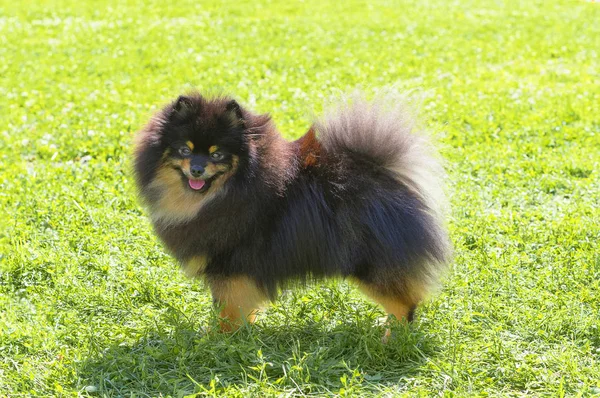 Köpek Spitz yakın çekim