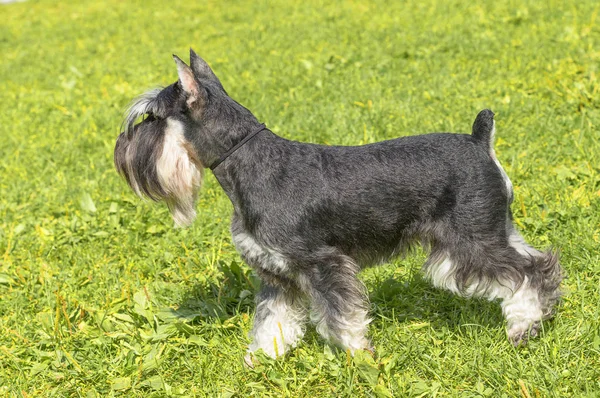 Μεσαία Schnauzer γκρο πλαν — Φωτογραφία Αρχείου