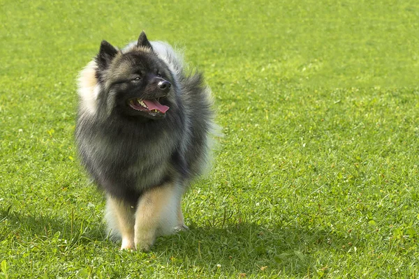 Cão Spitz close-up — Fotografia de Stock