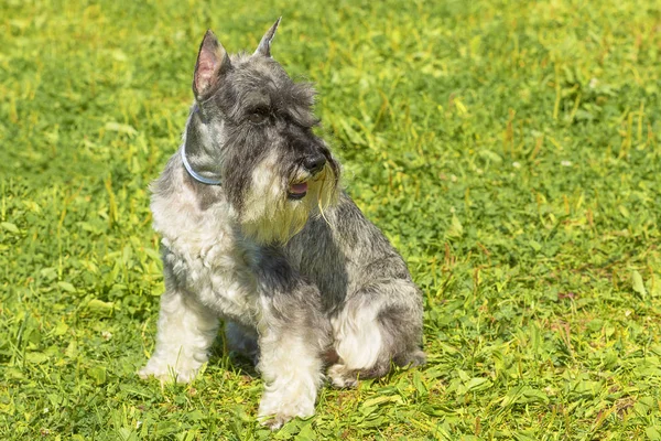 Schnauzer mittel Primo piano — Foto Stock