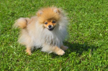 Köpek Spitz yakın çekim