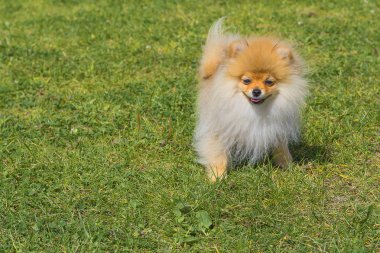 Köpek Spitz yakın çekim