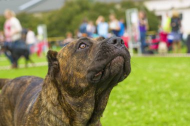 Rottweiler köpek yakın çekim