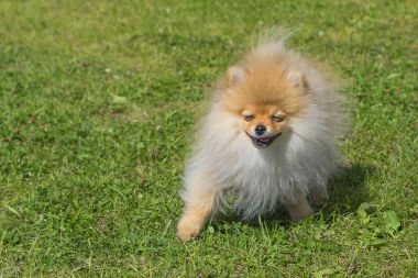 Köpek Spitz yakın çekim