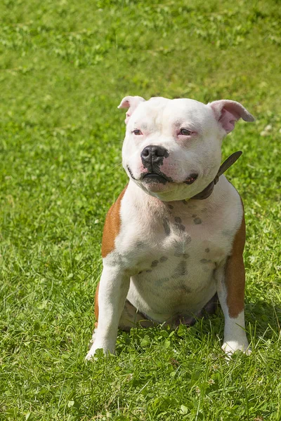 Cachorro Pitbull close-up — Fotografia de Stock