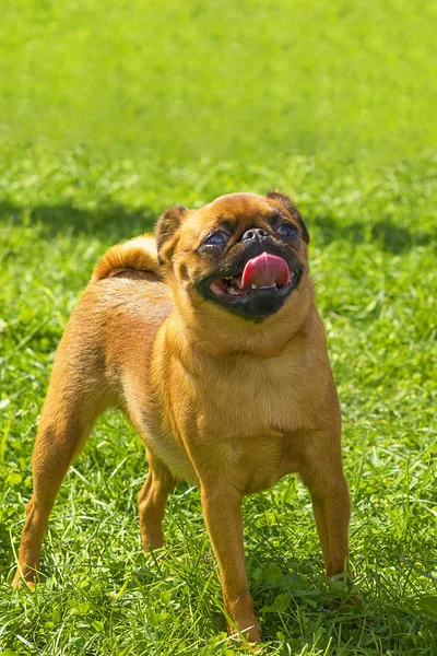 Pug dog Close-up — Stockfoto