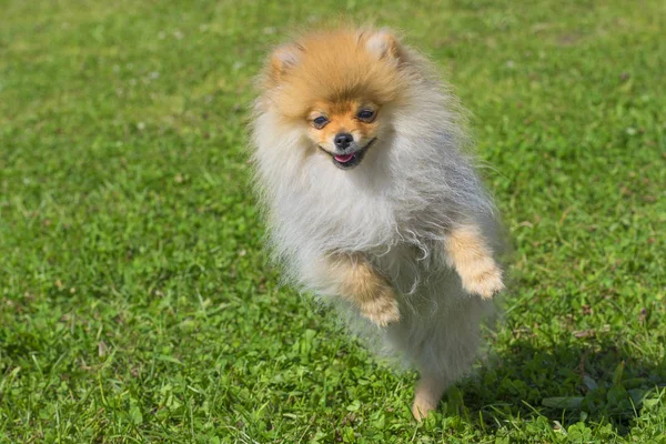 Köpek Spitz yakın çekim — Stok fotoğraf