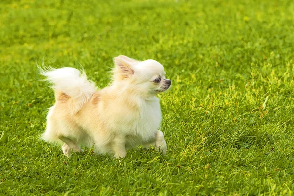 Σκύλος Spitz γκρο πλαν — Φωτογραφία Αρχείου