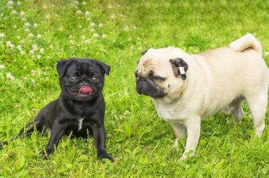 Pug köpek yakın çekim