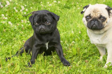 Pug köpek yakın çekim