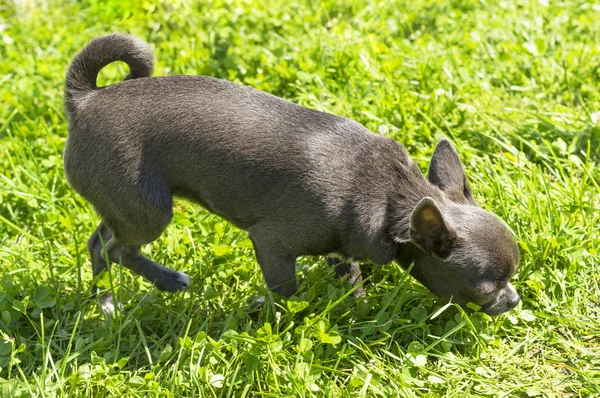 Chihuahua dog közelről — Stock Fotó