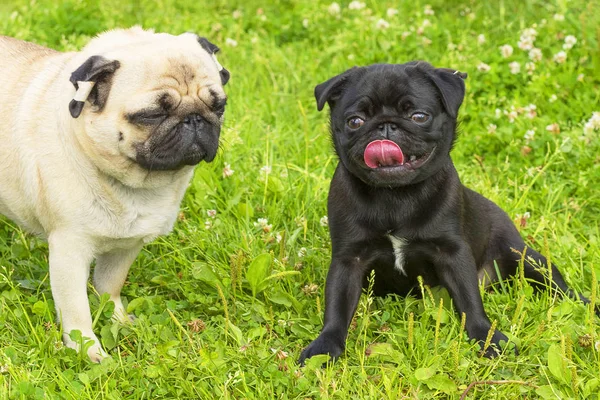 Mops pies zbliżenie — Zdjęcie stockowe