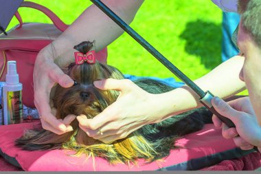 Saç kesimi köpekler profesyonel master