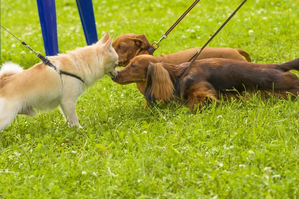 Perro pequeño primer plano — Foto de Stock