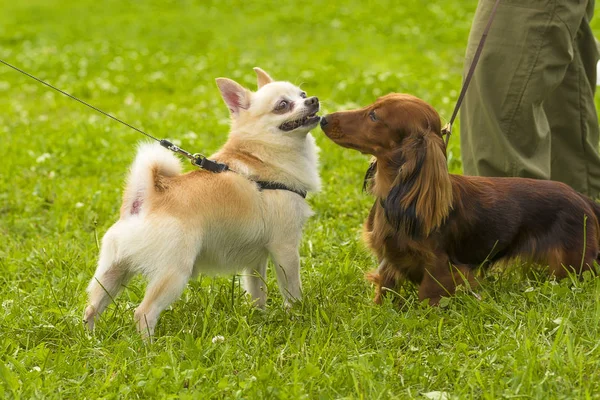 Küçük köpek yakın çekim