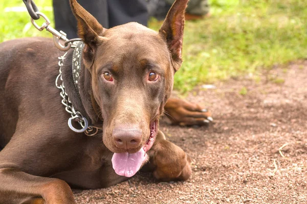 Guard dog close-up