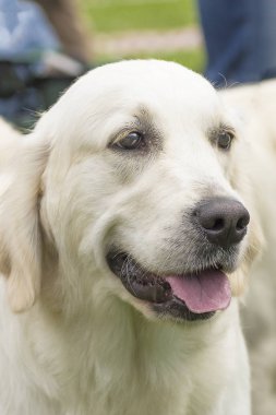 Büyük köpek yakın çekim