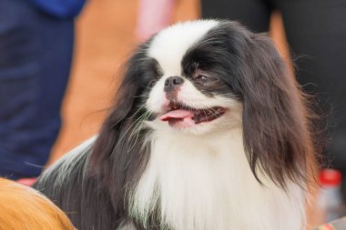 Küçük köpek yakın çekim