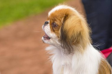 Küçük köpek yakın çekim